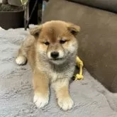 柴犬(標準サイズ)