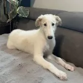 ボルゾイ