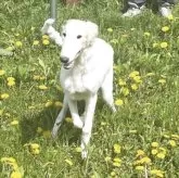 ボルゾイ