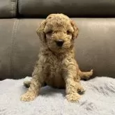 ミディアムプードル