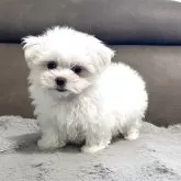マルチーズ