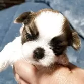 シーズー