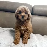 ミディアムプードル