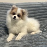 ポメラニアン