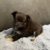 チワワ(ロング)