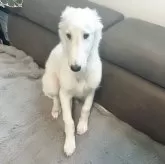 ボルゾイ
