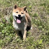 柴犬(標準サイズ)