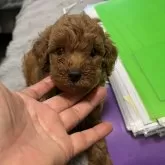 ミニチュアプードル