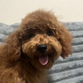 ミニチュアプードル