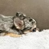 チワワ(ロング)【青森県・男の子・2025年5月4日・ブルーマールホワイトマーキング】の写真2