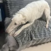 ボルゾイ【青森県・女の子・2025年5月12日・ホワイト&クリーム】の写真2