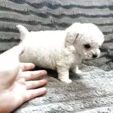 ティーカッププードル【青森県・男の子・2025年12月10日・ホワイト】の写真3