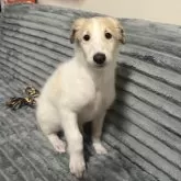 ボルゾイ【青森県・女の子・2025年10月3日・ホワイト&アプリコット】の写真2