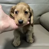 カニンヘンダックスフンド(ロング)【青森県・男の子・2025年3月9日・レッド】の写真2