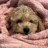 タイニープードル【青森県・男の子・2025年8月31日・オレンジフォーン】の写真2