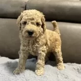 ミディアムプードル【青森県・女の子・2025年5月24日・ペールフォーン】の写真2