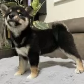 柴犬(標準サイズ)【青森県・女の子・2025年5月25日・黒】の写真2