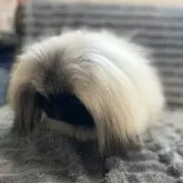 ペキニーズ【青森県・男の子・2025年5月10日・フォーン、ホワイトマーキング】の写真2