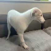 ボルゾイ【青森県・女の子・2025年5月12日・ホワイト&アプリコット】の写真3