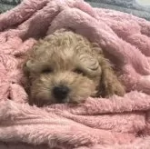 タイニープードル【青森県・男の子・2025年8月31日・オレンジフォーン】の写真3