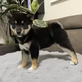 柴犬(標準サイズ)【青森県・女の子・2025年5月25日・黒】の写真3