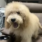 ミディアムプードル【青森県・男の子・2025年5月24日・オレンジフォーン】の写真3