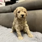 ミディアムプードル【青森県・女の子・2025年5月24日・ペールフォーン】の写真4