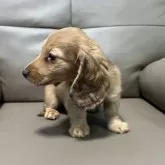 カニンヘンダックスフンド(ロング)【青森県・男の子・2025年3月9日・レッド】の写真4