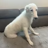 ボルゾイ【青森県・女の子・2025年5月12日・ホワイト&アプリコット】の写真4