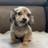 カニンヘンダックスフンド(ロング)【青森県・男の子・2025年7月29日・レディシュイエロー(旧シェーデッドゴールド)】の写真4