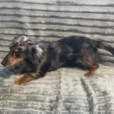 カニンヘンダックスフンド(ロング)【青森県・女の子・2025年5月19日・シルバーダップル】の写真12