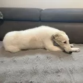 ボルゾイ【青森県・女の子・2025年5月12日・ホワイト&アプリコット】の写真5