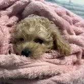 タイニープードル【青森県・男の子・2025年8月31日・オレンジフォーン】の写真5