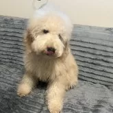 スタンダードプードル【青森県・女の子・2025年6月14日・ペールフォーン】の写真5