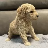 ミディアムプードル【青森県・女の子・2025年5月24日・ペールフォーン】の写真5