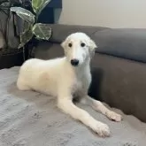 ボルゾイ【青森県・女の子・2025年5月12日・ホワイト&アプリコット】の写真6