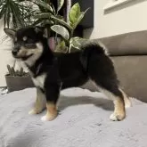 柴犬(標準サイズ)【青森県・女の子・2025年5月25日・黒】の写真6