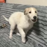 ボルゾイ【青森県・女の子・2025年10月3日・ホワイト&アプリコット】の写真7