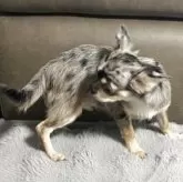 チワワ(ロング)【青森県・男の子・2025年5月4日・ブルーマールホワイトマーキング】の写真7