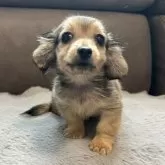 カニンヘンダックスフンド(ロング)【青森県・男の子・2025年7月29日・レディシュイエロー(旧シェーデッドゴールド)】の写真8