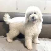 スタンダードプードル【青森県・女の子・2025年6月14日・ペールフォーン】の写真3