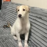 ボルゾイ【青森県・女の子・2025年10月3日・ホワイト&アプリコット】の写真6