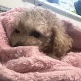 タイニープードル【青森県・男の子・2025年8月31日・オレンジフォーン】の写真8