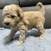 ミディアムプードル【青森県・女の子・2025年5月24日・ペールフォーン】の写真8