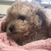 タイニープードル【青森県・男の子・2025年8月31日・オレンジフォーン】の写真9