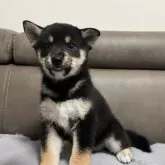 柴犬(標準サイズ)【青森県・女の子・2025年5月25日・黒】の写真9