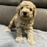 ミディアムプードル【青森県・女の子・2025年5月24日・ペールフォーン】の写真9