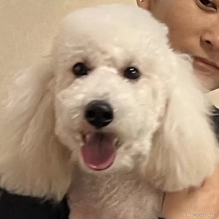 ID：2402-00926の子犬