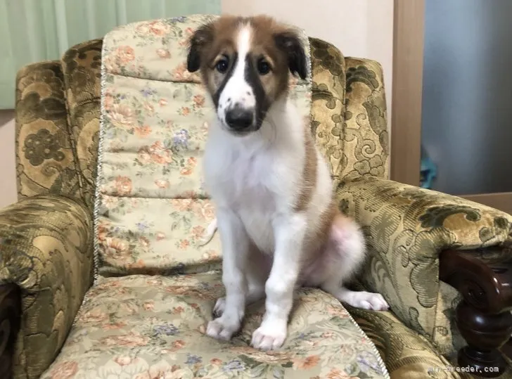 ID:2108-01958の子犬