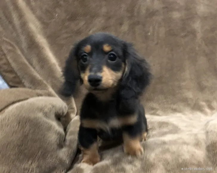 ID:1811-01846の子犬